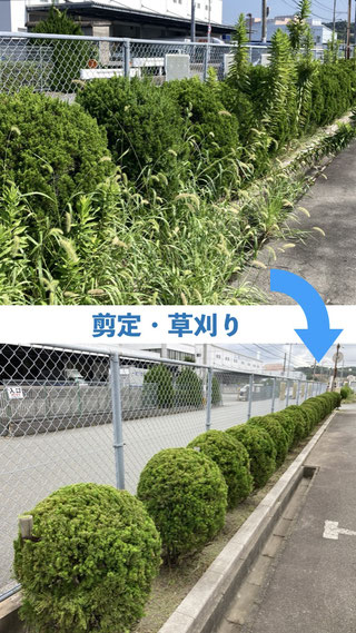 草刈り・剪定ビフォーアフター