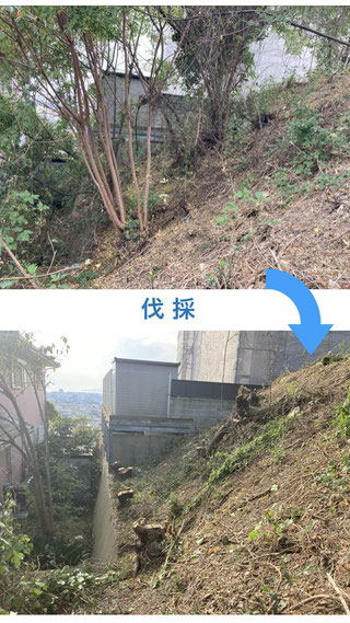 境界付近の伐採の様子。日当たりや景観を改善。