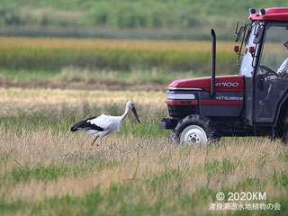 画像：2020/10/02 トラクターの前にコウノトリ