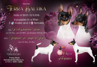 #тойфокстерьер #амертой #террабалтика #toyfoxterrier #terrabaltika #puppies #kennel
