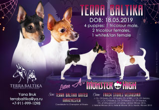 #тойфокстерьер #амертой #террабалтика #toyfoxterrier #terrabaltika #puppies #kennel