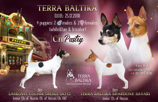 #тойфокстерьер #амертой #террабалтика #toyfoxterrier #terrabaltika #puppies #kennel
