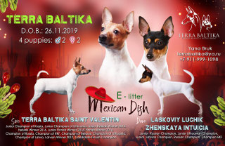 #тойфокстерьер #амертой #террабалтика #toyfoxterrier #terrabaltika #puppies #kennel