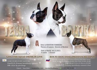 бостон терьер, бостонский терьер, boston terrier, бостон, щенки бостона, питомник бостонов