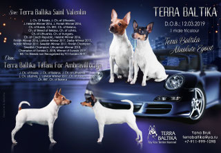 #тойфокстерьер #амертой #террабалтика #toyfoxterrier #terrabaltika #puppies #kennel