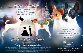 #тойфокстерьер #амертой #террабалтика #toyfoxterrier #terrabaltika #puppies #kennel