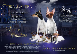 #тойфокстерьер #амертой #террабалтика #toyfoxterrier #terrabaltika #puppies #kennel