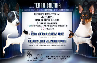 #тойфокстерьер #амертой #террабалтика #toyfoxterrier #terrabaltika #puppies #kennel