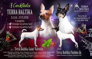 #тойфокстерьер #амертой #террабалтика #toyfoxterrier #terrabaltika #puppies #kennel
