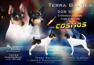 #тойфокстерьер #амертой #террабалтика #toyfoxterrier #terrabaltika #puppies #kennel