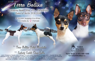 #тойфокстерьер #амертой #террабалтика #toyfoxterrier #terrabaltika #puppies #kennel