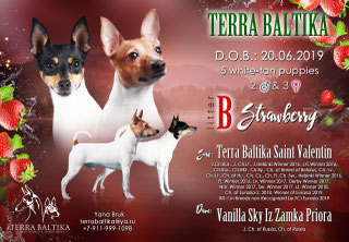 #тойфокстерьер #амертой #террабалтика #toyfoxterrier #terrabaltika #puppies #kennel