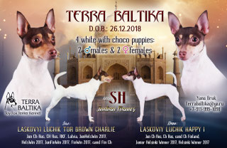#тойфокстерьер #амертой #террабалтика #toyfoxterrier #terrabaltika #puppies #kennel