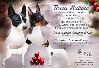 #тойфокстерьер #амертой #террабалтика #toyfoxterrier #terrabaltika #puppies #kennel