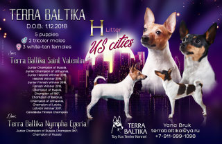 #тойфокстерьер #амертой #террабалтика #toyfoxterrier #terrabaltika #puppies #kennel
