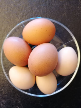3 "normal" grosse Hühnereier und 3 Eier unserer Zwerghühner