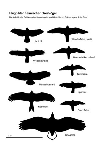 Welcher Greifvogel ist das? - NABU Emsland / Grafschaft Bentheim