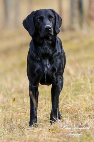 Gundog's Choice Ghost