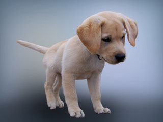 Chiot curieux