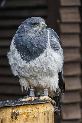 black-chested buzzard-eagle