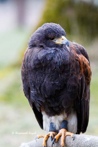 harris hawk