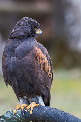 harris hawk