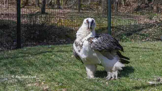 bearded vulture