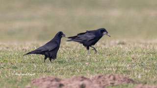 crows