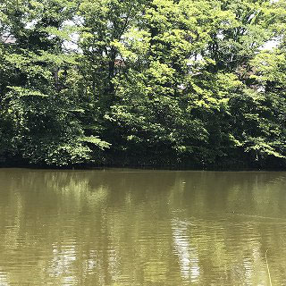 慈雲寺（日蓮宗）を見学後、住宅地を抜けると、「菊名池」にたどり着きました。かなり濁っていました。