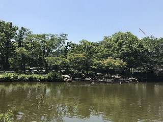 今日は３つの池を見学しましたが、この「菊名池」は先日の大雨のせいか、だいぶ濁っていました。