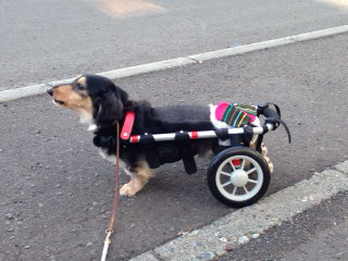 犬の車椅子　犬の車いす　犬の車イス　犬用車いす　犬用車椅子　犬用車イス　犬歩行器　ドッグカート　車椅子犬