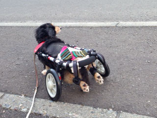 犬の車椅子　犬の車いす　犬の車イス　犬用車いす　犬用車椅子　犬用車イス　犬歩行器　ドッグカート　車椅子犬