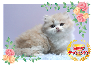 　　　　　　　　　　　　　　掲載番号MI40
