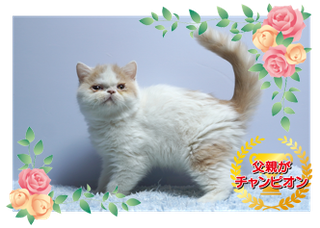 　　　　　　　　　　　　　　掲載番号ES28