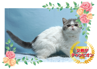 　　　　　　　　　　　　　　掲載番号ES24