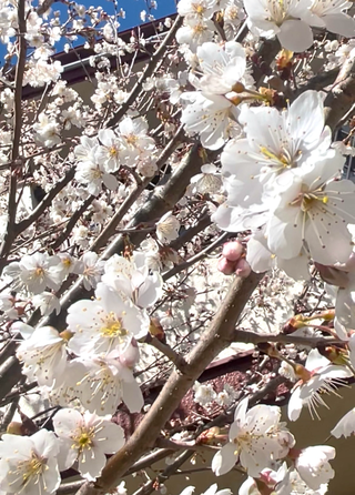わが家のサクランボの花、ほぼ満開です🌸可愛すぎて毎回お見せしちゃいます(*^^*)