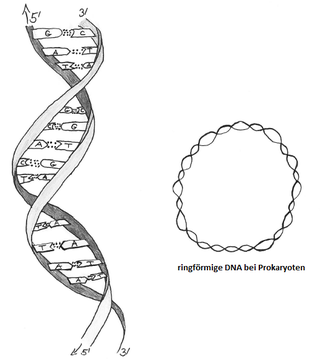Wie ist die DNA aufgebaut? - Bio einfach erklärt