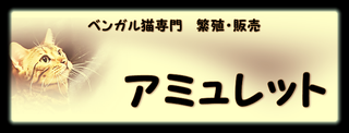 神奈川県 ベンガル猫直売 ベンガル子猫直売 関東 首都圏 里親