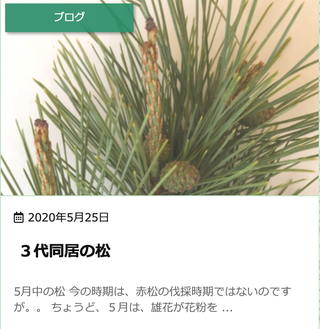 松の歴史 松ぼっくりの成長 3代同居の松 松はお酒が好き 松の本 女松の会 赤松の効能と有効活用と保存を語る会 赤松 女松 めまつ 松の歴史 松ぼっくりの成長 3代同居の松 松はお酒が好き 松の本 女松の会 赤松の効能と有効活用と保存を語る会 赤松 女松 めまつ
