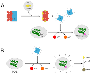 PKA, protein kinase A, プロテインキナーゼAReferences