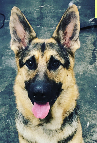 Bath & Biscuit Pet Care