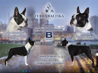 бостон терьер, бостонский терьер, boston terrier, бостон, щенки бостона, питомник бостонов