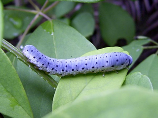 ♀♂