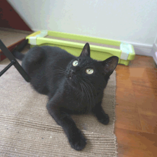 猫ののこ画像;猫と人,nekotohito,ネコトヒト