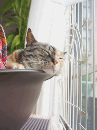 猫しじみ画像;猫と人,nekotohito,ネコトヒト