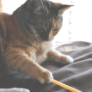 猫しじみとねこじゃらしの画像2;猫と人,nekotohito,ネコトヒト
