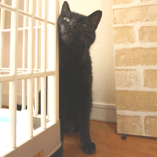 猫ののこ画像;猫と人,nekotohito,ネコトヒト