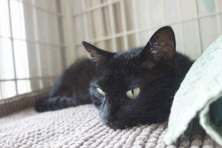 猫ののこが寝そべっている画像;猫と人,nekotohito,ネコトヒト