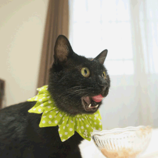 猫ののこ画像;猫と人,nekotohito,ネコトヒト