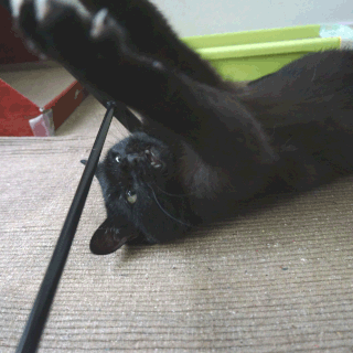 猫ののこ画像;猫と人,nekotohito,ネコトヒト
